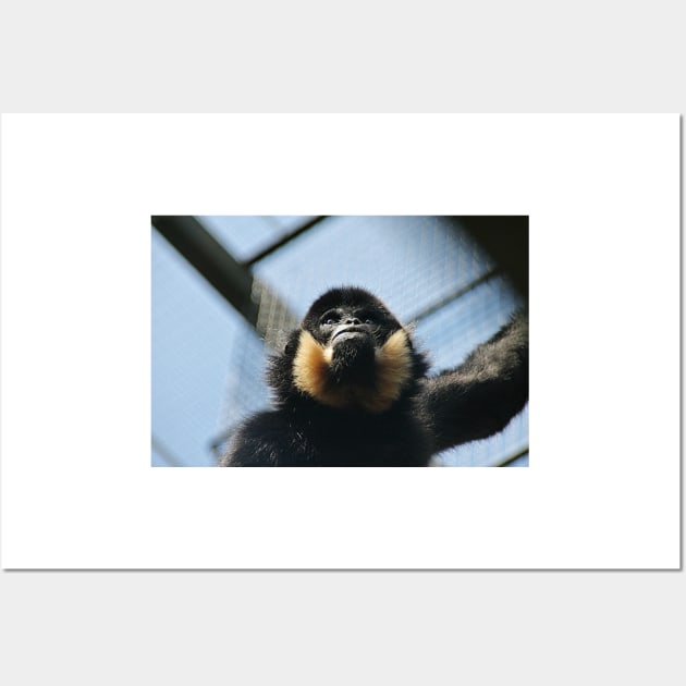 Buff Cheeked Gibbon Wall Art by Ladymoose